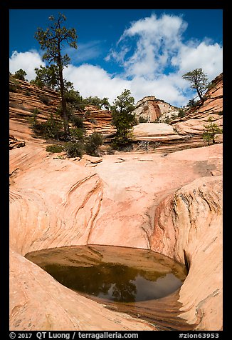 Pothole and slickrock, Zion Plateau. Zion National Park (color)