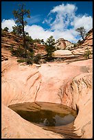 Pothole and slickrock, Zion Plateau. Zion National Park ( color)