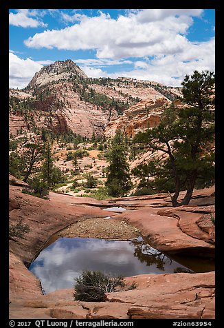 Pothole, Zion Plateau. Zion National Park (color)