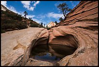 Pothole and slickrock, Zion Plateau. Zion National Park ( color)