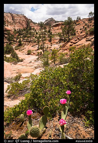 Cactus in bloom and Zion Plateau. Zion National Park (color)