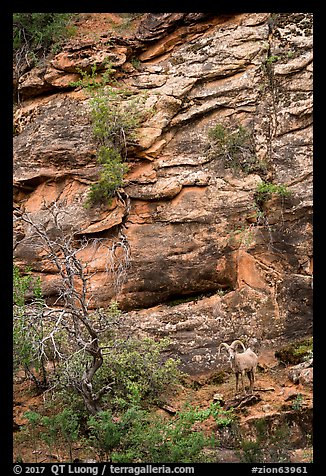 Bighorn sheep. Zion National Park (color)