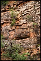 Bighorn sheep. Zion National Park ( color)