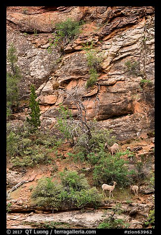 Bighorn sheep family. Zion National Park (color)