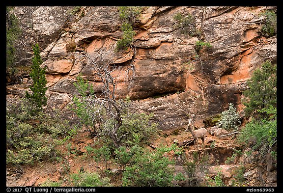 Bighorn sheep, Zion Plateau. Zion National Park (color)