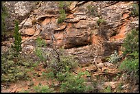 Bighorn sheep, Zion Plateau. Zion National Park ( color)