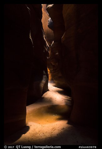 Pine Creek Canyon floor. Zion National Park (color)