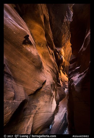 Flash-flood Sculptured slot canyon walls, Pine Creek Canyon. Zion National Park (color)