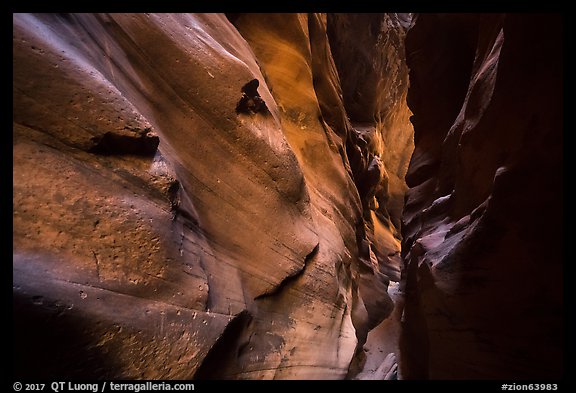 Narrow canyon walls sculptured by flash floods, Pine Creek Canyon. Zion National Park (color)