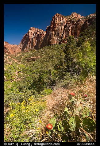 Cactus and wildflowers in bloom, Pine Creek Canyon. Zion National Park (color)