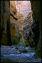 Tall walls in the Narrows. Zion National Park, Utah, USA.