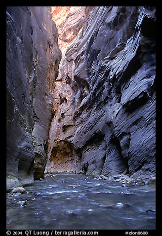 Slot canyon like walls, Wall Street, the Narrows. Zion National Park, Utah, USA.