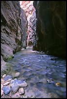 Virgin River at Wall Street, the Narrows. Zion National Park, Utah, USA. (color)