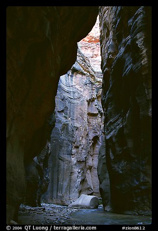 Section of the Narrows called Wall Street. Zion National Park, Utah, USA.