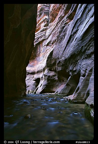 Tall sandstone walls of Wall Street, the Narrows. Zion National Park, Utah, USA.