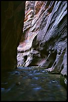 Tall sandstone walls of Wall Street, the Narrows. Zion National Park, Utah, USA. (color)