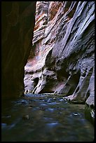 Tall sandstone walls of Wall Street, the Narrows. Zion National Park, Utah, USA.