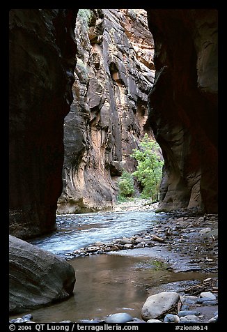 Wall Street, the Narrows. Zion National Park, Utah, USA.