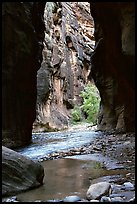 Wall Street, the Narrows. Zion National Park, Utah, USA. (color)