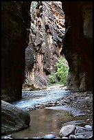 Wall Street, the Narrows. Zion National Park, Utah, USA.