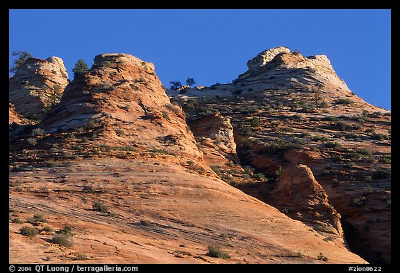 Hoodoos near Canyon View, early morning. Zion National Park, Utah, USA.