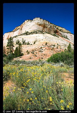 Sage flowers and Navajo sandstone formation, morning. Zion National Park, Utah, USA.