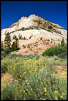 Sage flowers and Navajo sandstone formation, morning. Zion National Park, Utah, USA.