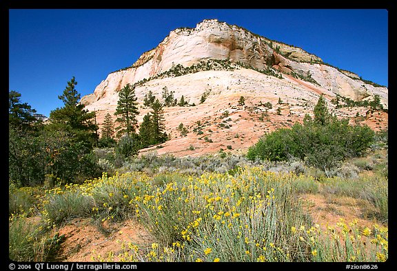 Sage flowers and colorful sandstone formations. Zion National Park, Utah, USA.