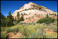 Sage flowers and colorful sandstone formations. Zion National Park, Utah, USA.