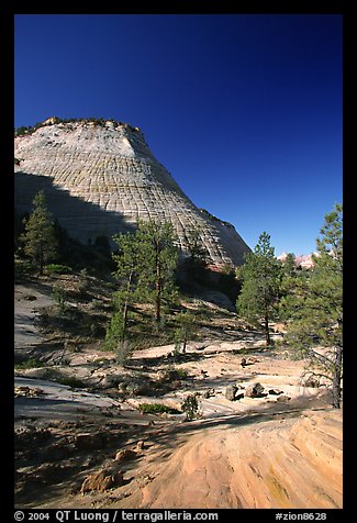 Checkerboard Mesa, morning. Zion National Park, Utah, USA.