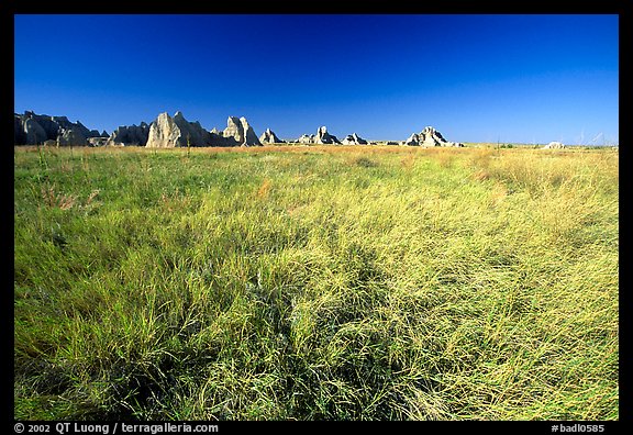 Tall grass prairie near Cedar Pass. Badlands National Park, South Dakota, USA.
