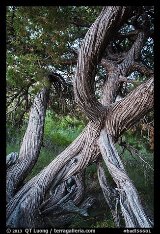 Juniper tree. Badlands National Park (color)
