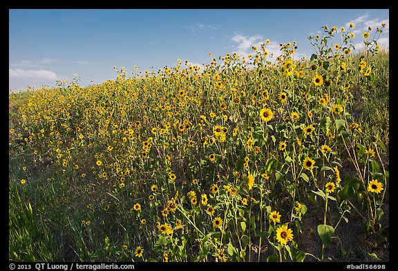 Carpet of sunflowers. Badlands National Park, South Dakota, USA.