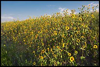 Carpet of sunflowers. Badlands National Park ( color)