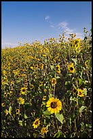 Slope covered with sunflowers. Badlands National Park ( color)