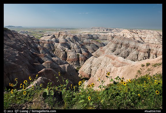 Sunflowers above badlands. Badlands National Park (color)