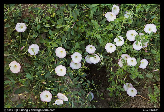 Ground close-up with white flowers and prairie dog burrow. Badlands National Park, South Dakota, USA.