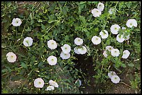 Ground close-up with white flowers and prairie dog burrow. Badlands National Park, South Dakota, USA.