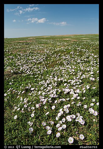 Prairie dog town and wildflowers carpet. Badlands National Park, South Dakota, USA.