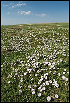 Prairie dog town and wildflowers carpet. Badlands National Park, South Dakota, USA. (color)