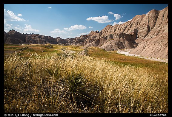 Grasses and badlands in Conata Basin. Badlands National Park, South Dakota, USA.