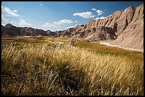 Grasses and badlands in Conata Basin. Badlands National Park, South Dakota, USA. (color)