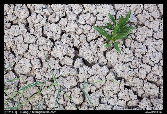 Close-up of plants growing in cracked rock and. Badlands National Park, South Dakota, USA.