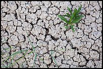 Close-up of plants growing in cracked rock and. Badlands National Park, South Dakota, USA. (color)