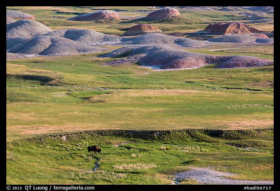 Distant bison and buttes, Badlands Wilderness. Badlands National Park (color)
