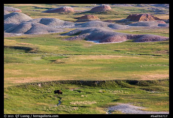 Distant bison and buttes, Badlands Wilderness. Badlands National Park, South Dakota, USA.