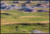 Distant bison and buttes, Badlands Wilderness. Badlands National Park ( color)