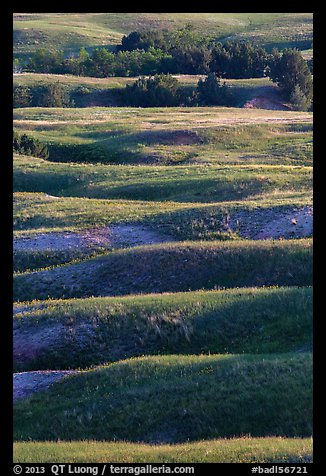 Ridges with early summer wildflowers, Badlands Wilderness. Badlands National Park (color)