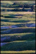 Ridges with early summer wildflowers, Badlands Wilderness. Badlands National Park ( color)