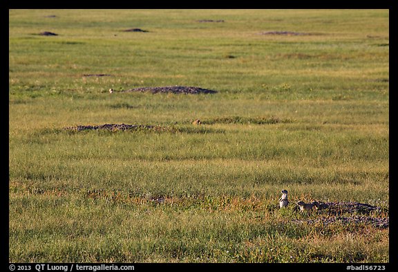 Roberts Prairie dog town. Badlands National Park (color)